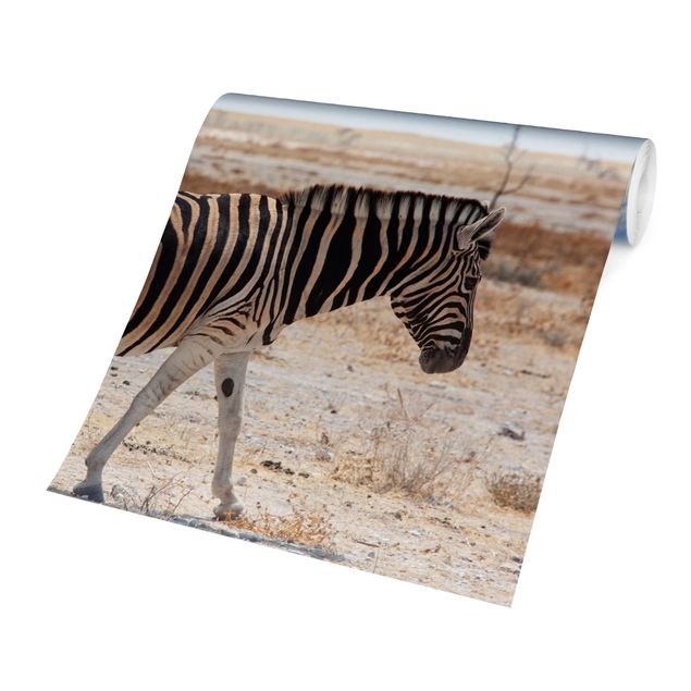 Fototapety Zebra na sawannie