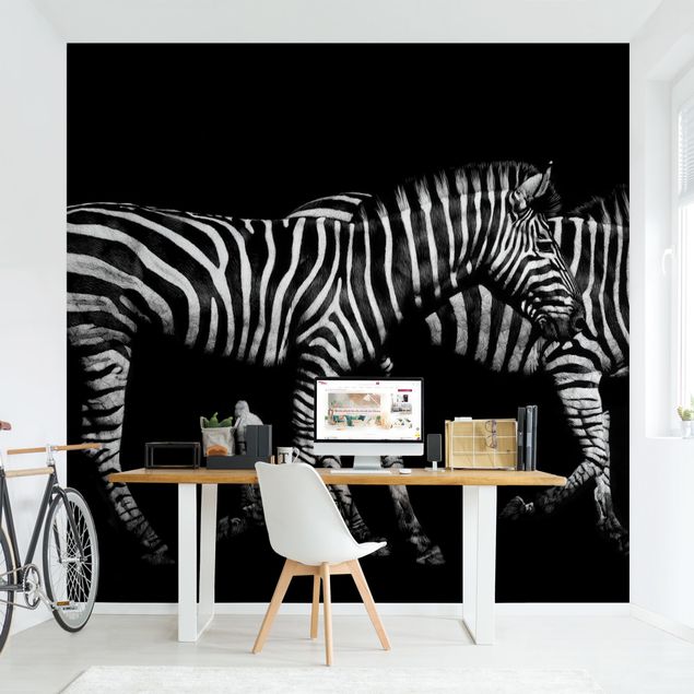 Fototapeta czarno biała Zebra przed Czarnym