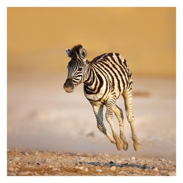 Fototapeta - źrebię z gatunku zebra