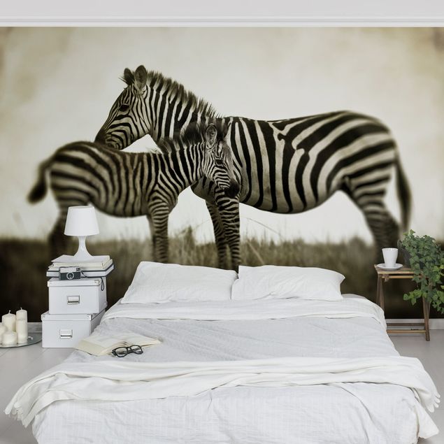 Fototapeta zebra Para zebr