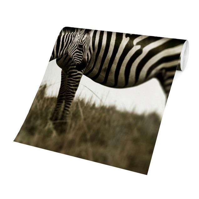 Fototapeta Para zebr
