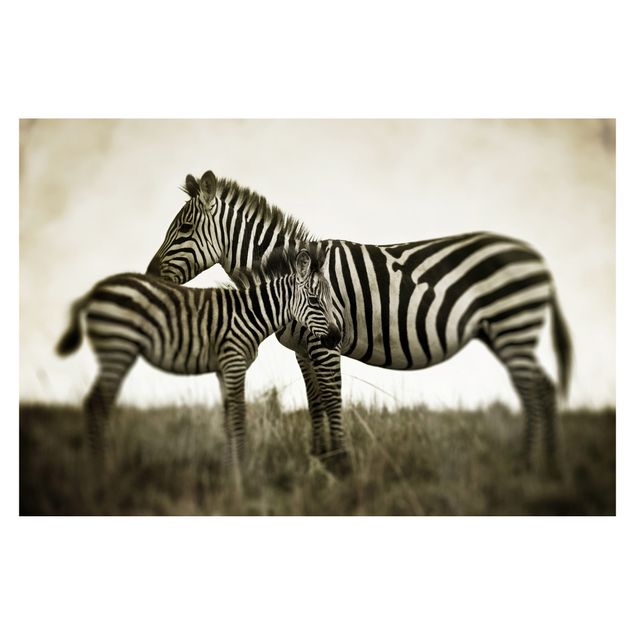 Fototapeta - Para zebr