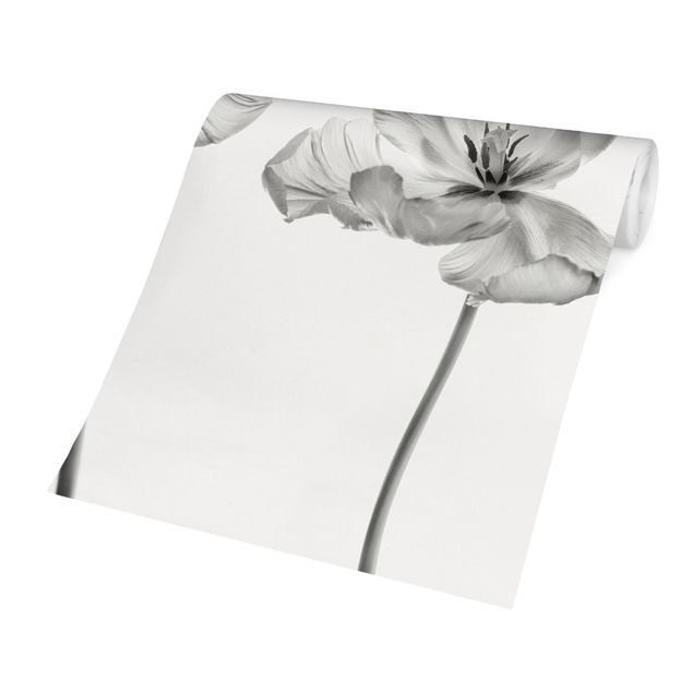 Fototapeta - Dwa delikatne białe tulipany