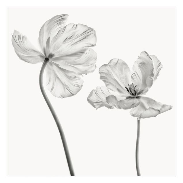 Fototapeta - Dwa delikatne białe tulipany