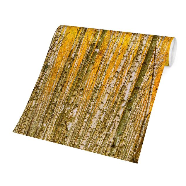 Fototapety Between Yellow Birch Trees