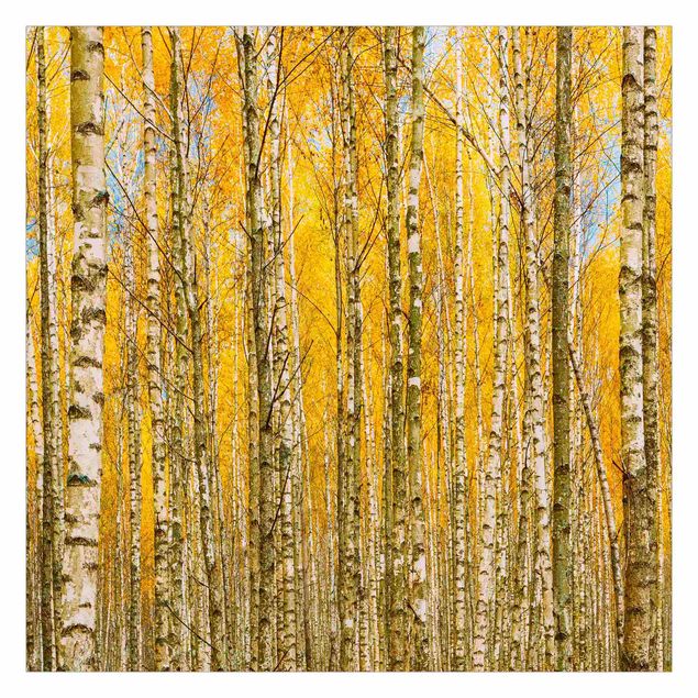 Fototapeta - Between Yellow Birch Trees