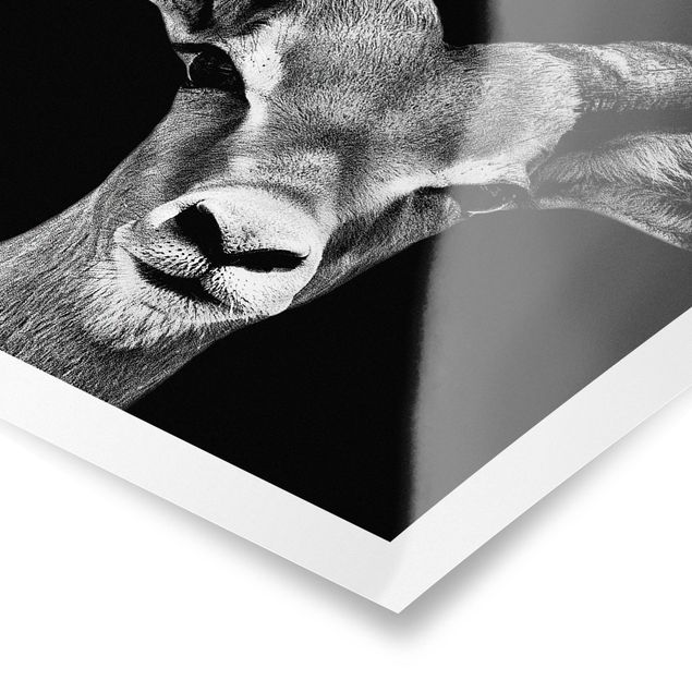 Czarno białe obrazki Antylopa konopiasta czarno-biała