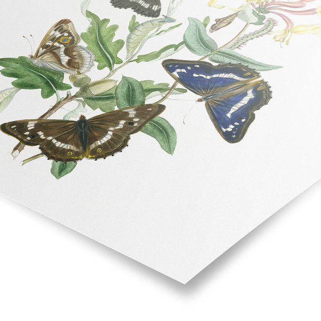 Obraz z motylem Motyle brytyjskie IV