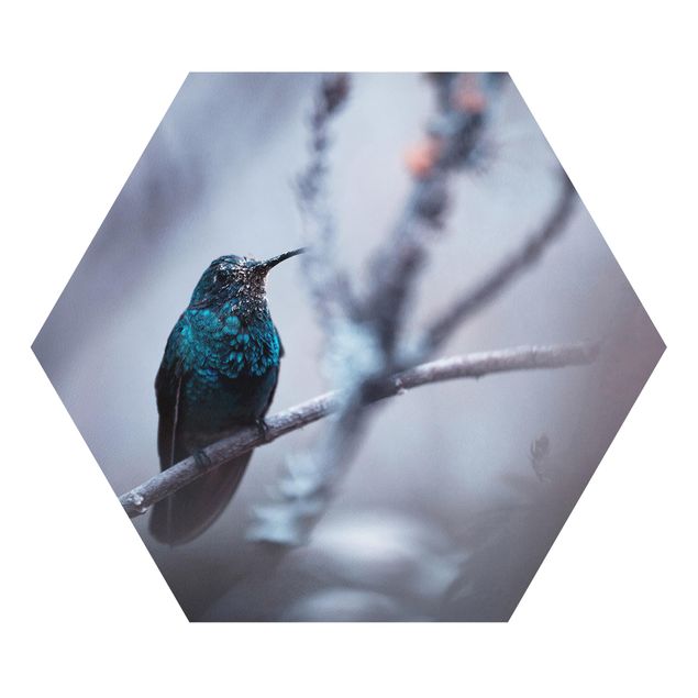 Obrazy pióra Koliber w zimie
