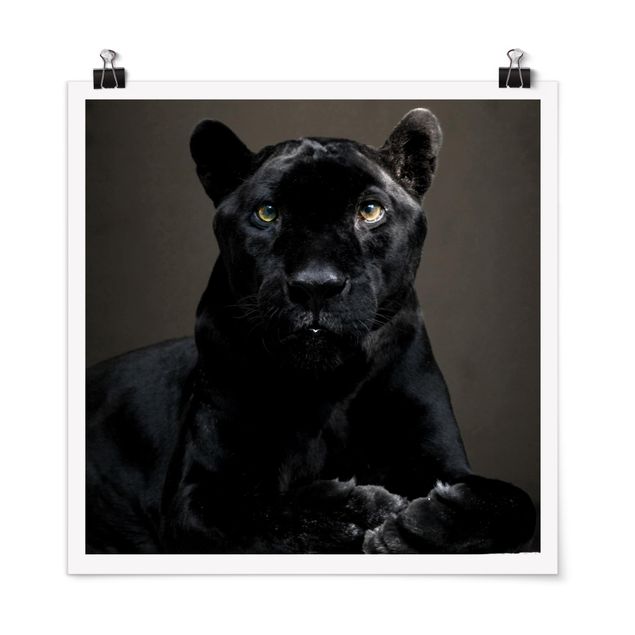 Nowoczesne obrazy Czarna Puma