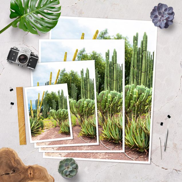 Plakaty Krajobraz z kaktusami