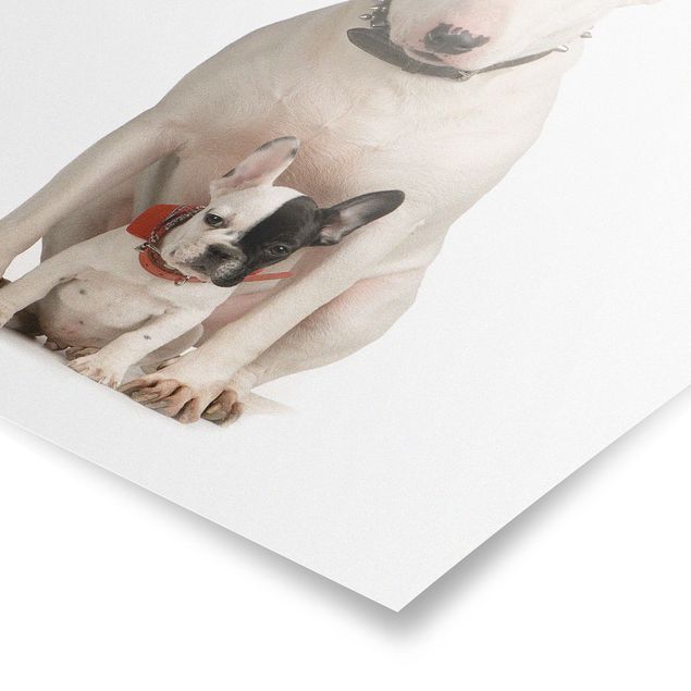 Obrazy pies Bull Terrier i przyjaciel