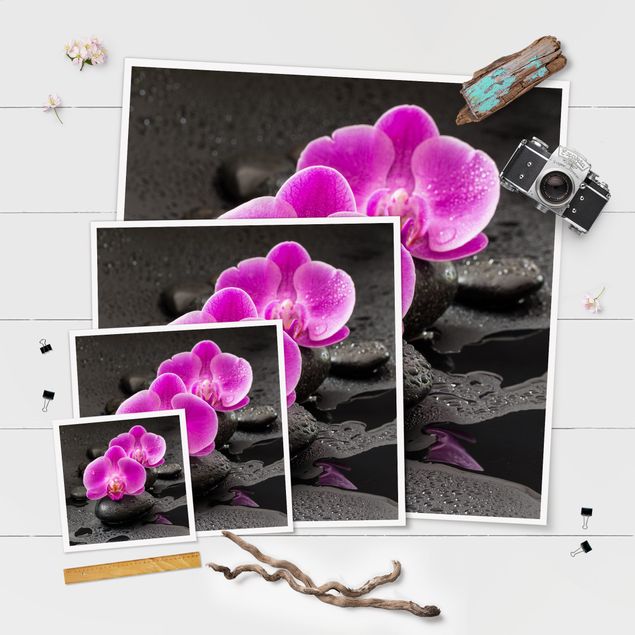 Obrazy na ścianę Kwiaty różowej orchidei na kamieniach z kroplami