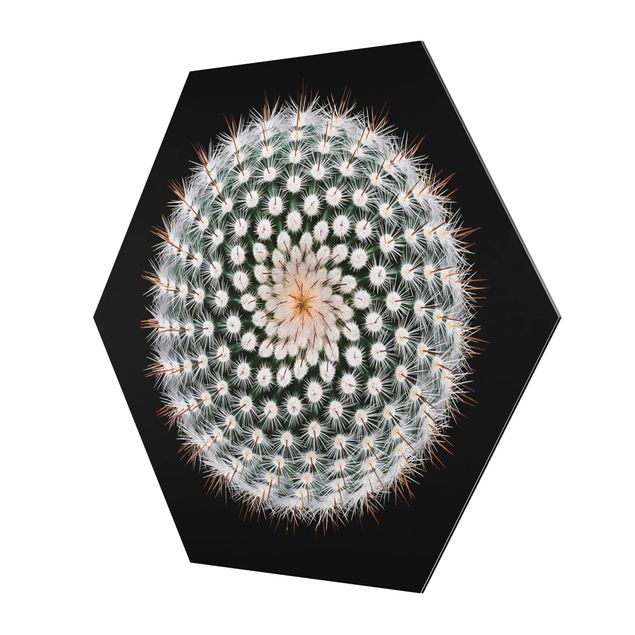 Obraz heksagonalny z Alu-Dibond - Kwiat kaktusa