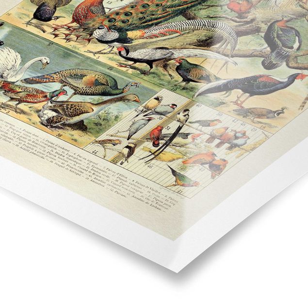 Obraz kolorowy Tablica edukacyjna w stylu vintage Ptaki europejskie