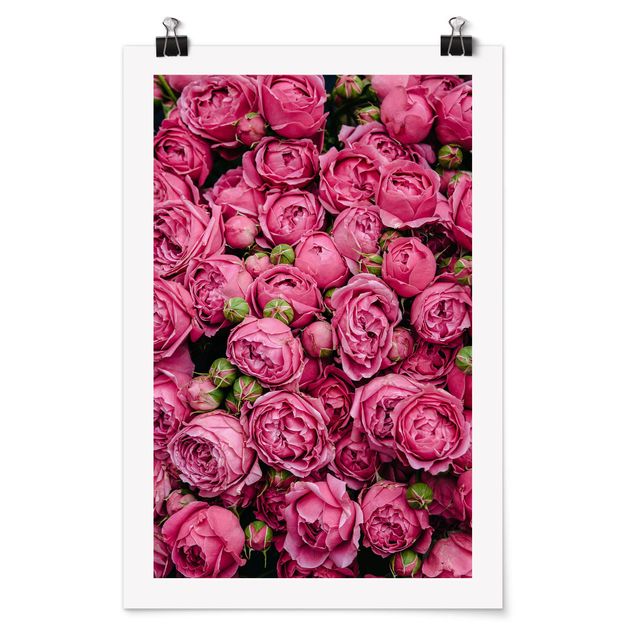 Obrazy z motywem kwiatowym Różowe piwonie
