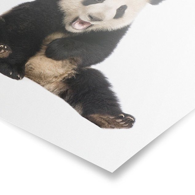 Panda obraz Śmiejąca się panda