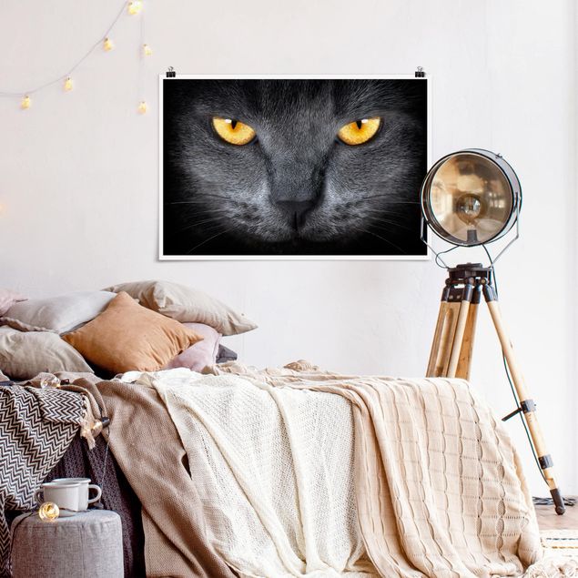 Obrazy nowoczesny Koty z gazy