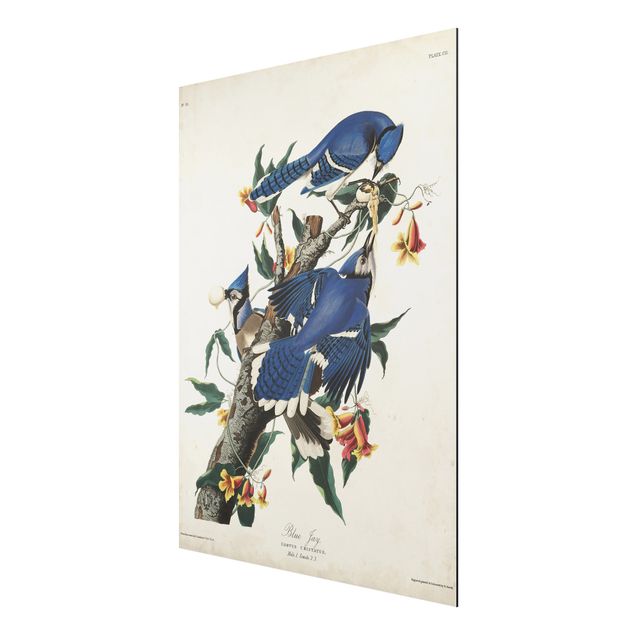 Obrazy zwierzęta Tablica edukacyjna w stylu vintage Sójka błękitna