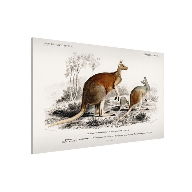 Obrazy Australia Tablica edukacyjna w stylu vintage Kangur