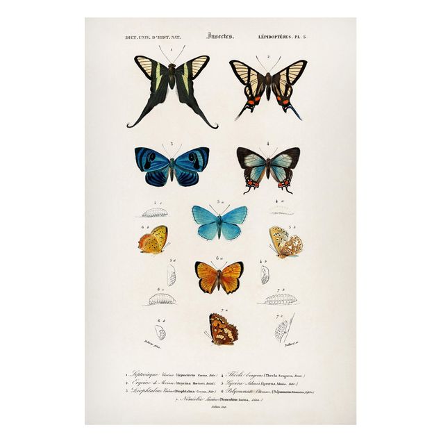 Obrazy do salonu nowoczesne Tablica edukacyjna w stylu vintage Motyle I