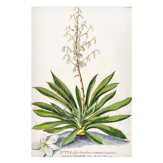 Nowoczesne obrazy do salonu Vintage Botanika Ilustracja Yucca