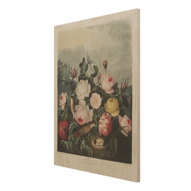 Obrazy z drewna Botanika Vintage Ilustracja róż