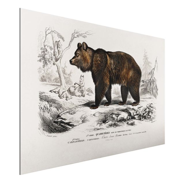 Obrazy miś Tablica edukacyjna w stylu vintage Niedźwiedź brunatny