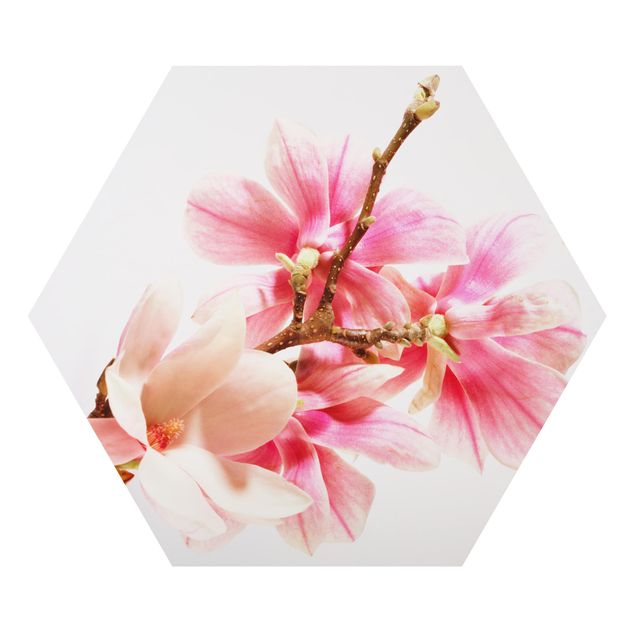 Obraz heksagonalny z Alu-Dibond - Kwiaty magnolii