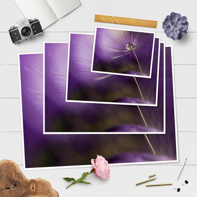 Plakat - Mniszek lekarski w kolorze fioletowym