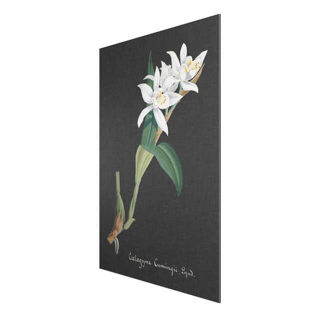 Obrazy do salonu nowoczesne Biała orchidea na lnie II