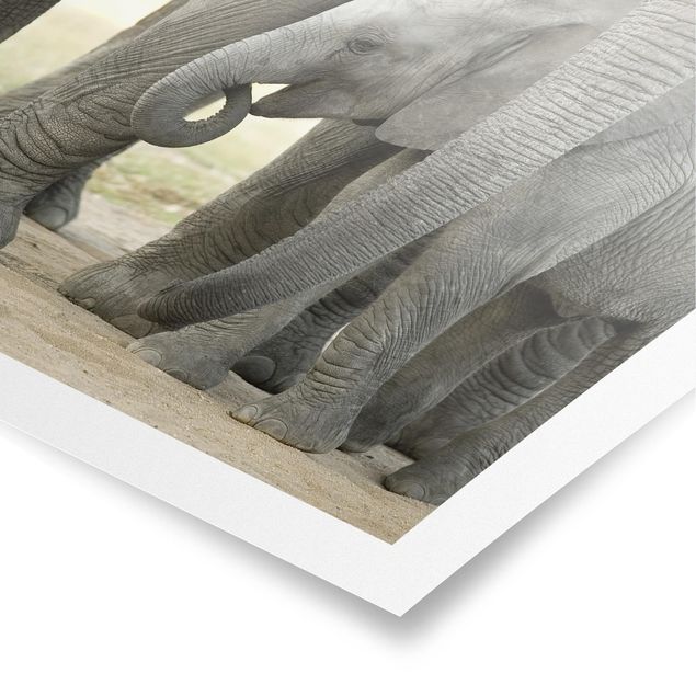 Słoń obraz Miłość słonia