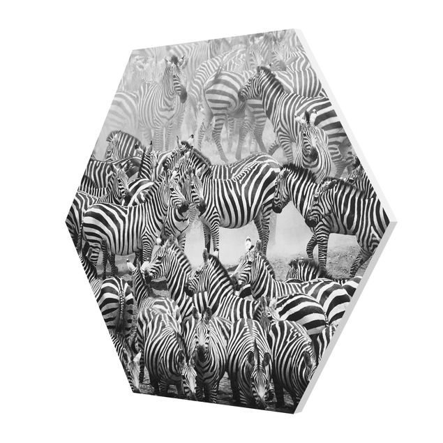 Zebra obraz Stado kóz II