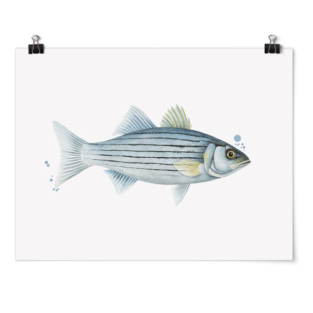 Obrazy z rybami Złapanie koloru - biały okoń