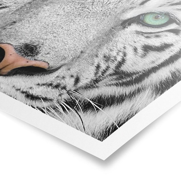 Obraz z tygrysem Biały tygrys