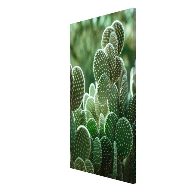 Obrazy nowoczesny Kaktusy