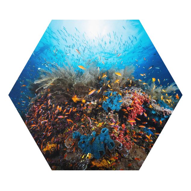 Obrazy zwierzęta Laguna podwodna