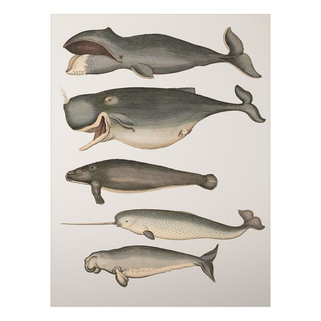 Obrazy do salonu nowoczesne Pięć wieloryby w stylu vintage