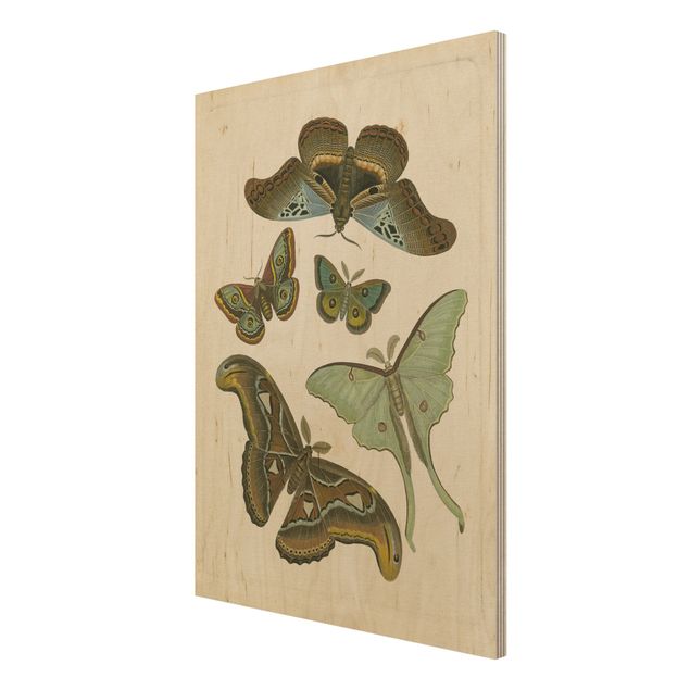 Obrazy drewniane Ilustracja w stylu vintage Motyle egzotyczne II