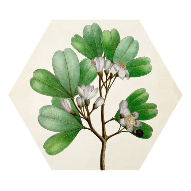 Obrazy retro Tablica poglądowa drzew liściastych III
