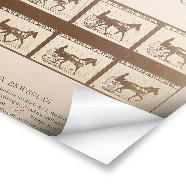 Retro obrazy Eadweard Muybridge - Koń w ruchu