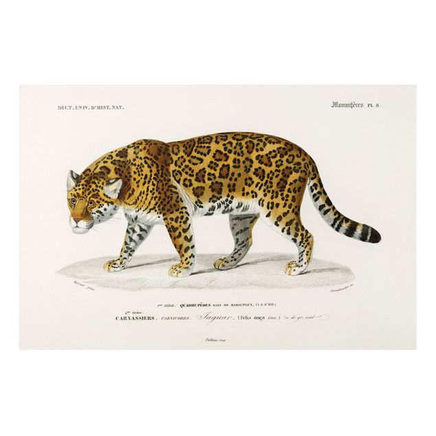Obrazy do salonu Tablica edukacyjna w stylu vintage Jaguar