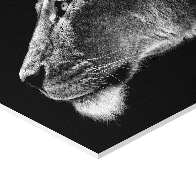 Obraz heksagonalny Portret lwicy