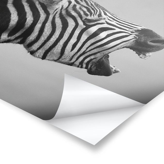 Czarno białe obrazy Rycząca Zebra II
