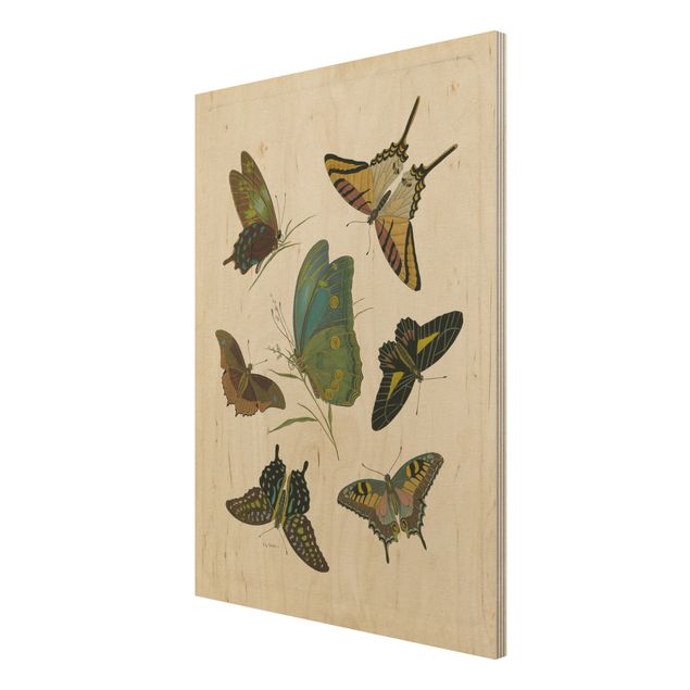 Obrazy z drewna Ilustracja w stylu vintage Motyle egzotyczne