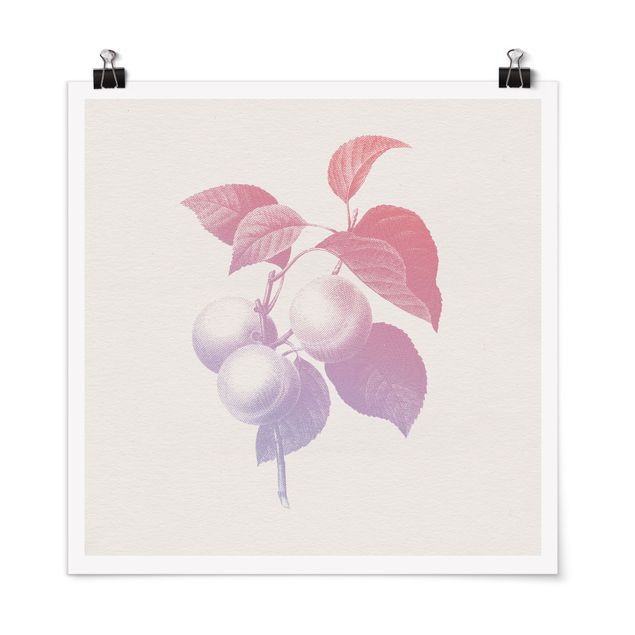 Obrazy retro Nowoczesna botanika w stylu vintage Brzoskwiniowy Różowy Fioletowy