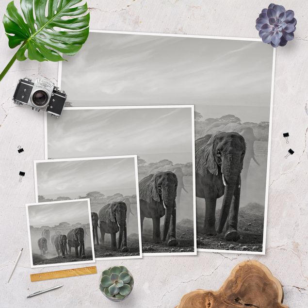 Obrazy Afryka Stado słoni