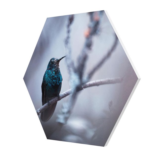 Obrazy na ścianę Koliber w zimie