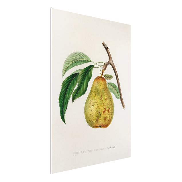 Obrazy owoc Botani Vintage Illustracja Żółta gruszka