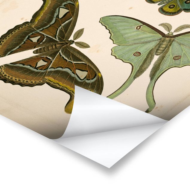 Obraz brązowy Ilustracja w stylu vintage Motyle egzotyczne II
